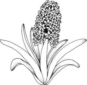 Flower Coloring Pages