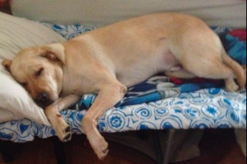 Purina One 28 Day Challenge