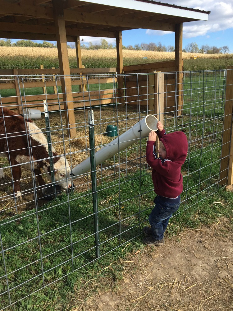 reynolds-farm-animals