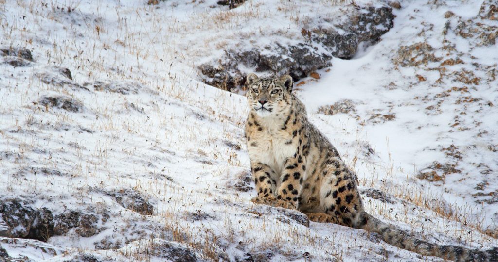 And a mother snow leopard—an elusive animal rarely caught on camera—faces the very real drama of raising her two cubs in one of the harshest and most unforgiving environments on the planet. © Disney. All rights reserved.